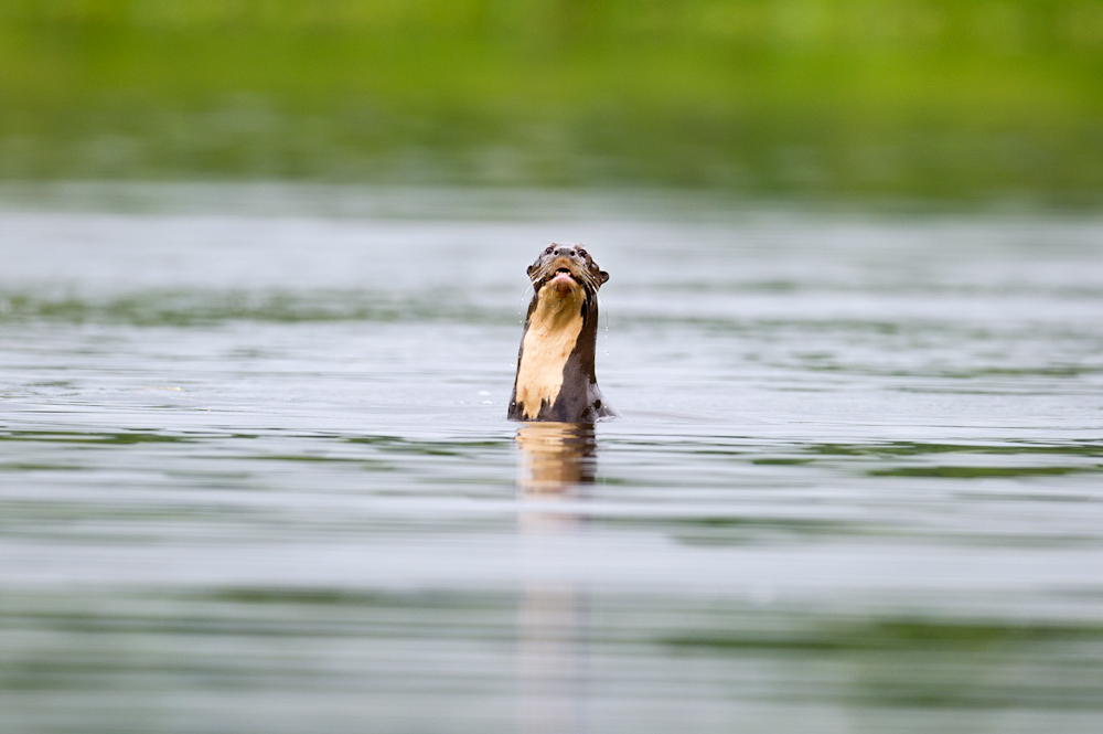 Giant River Otter Swims Anangucocha Lake