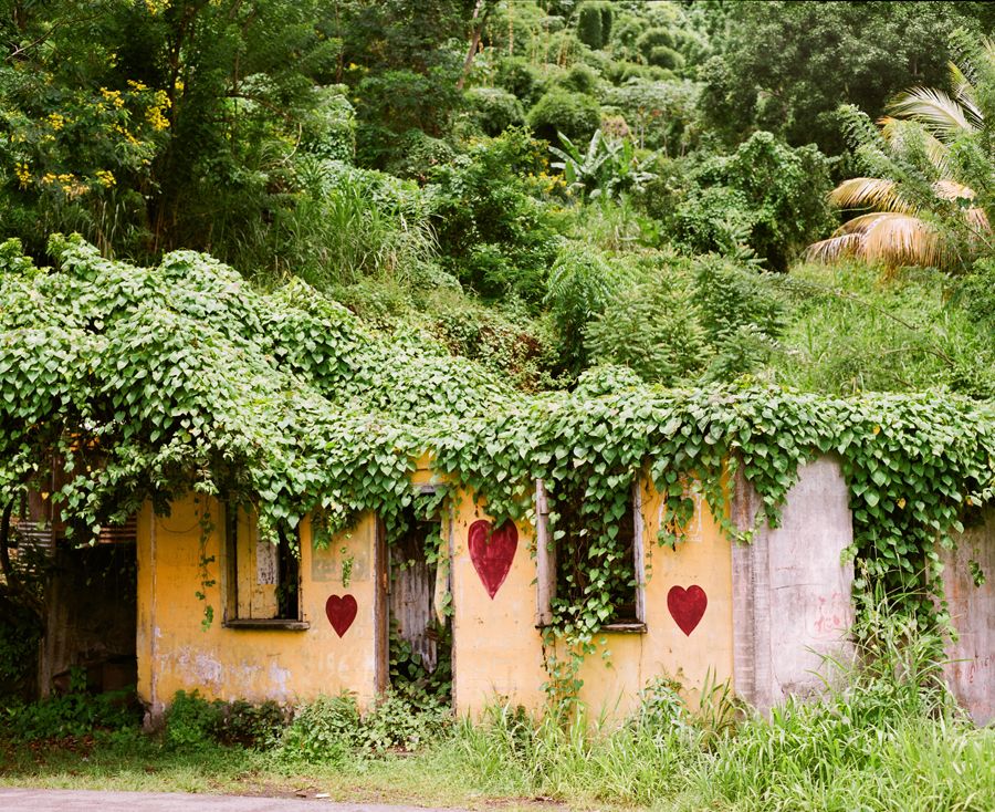 Ivy Canopy in Grenada Ivy Canopy in Grenada