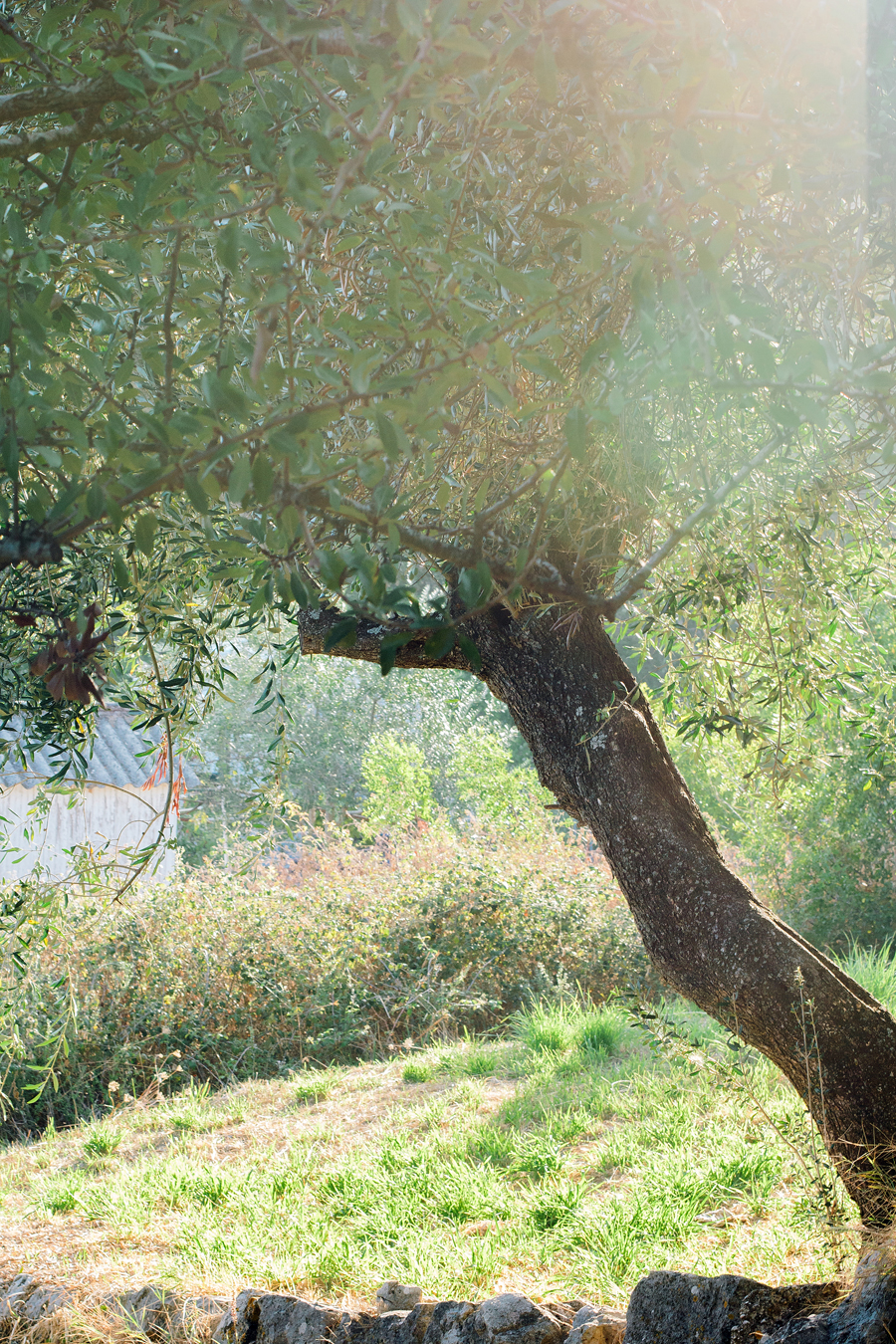 Olive Tree in Corfu Greece
