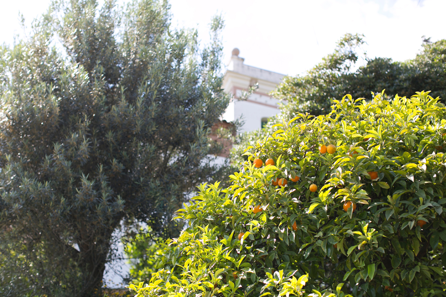 Orange Trees in Barcelona Spain Entouriste