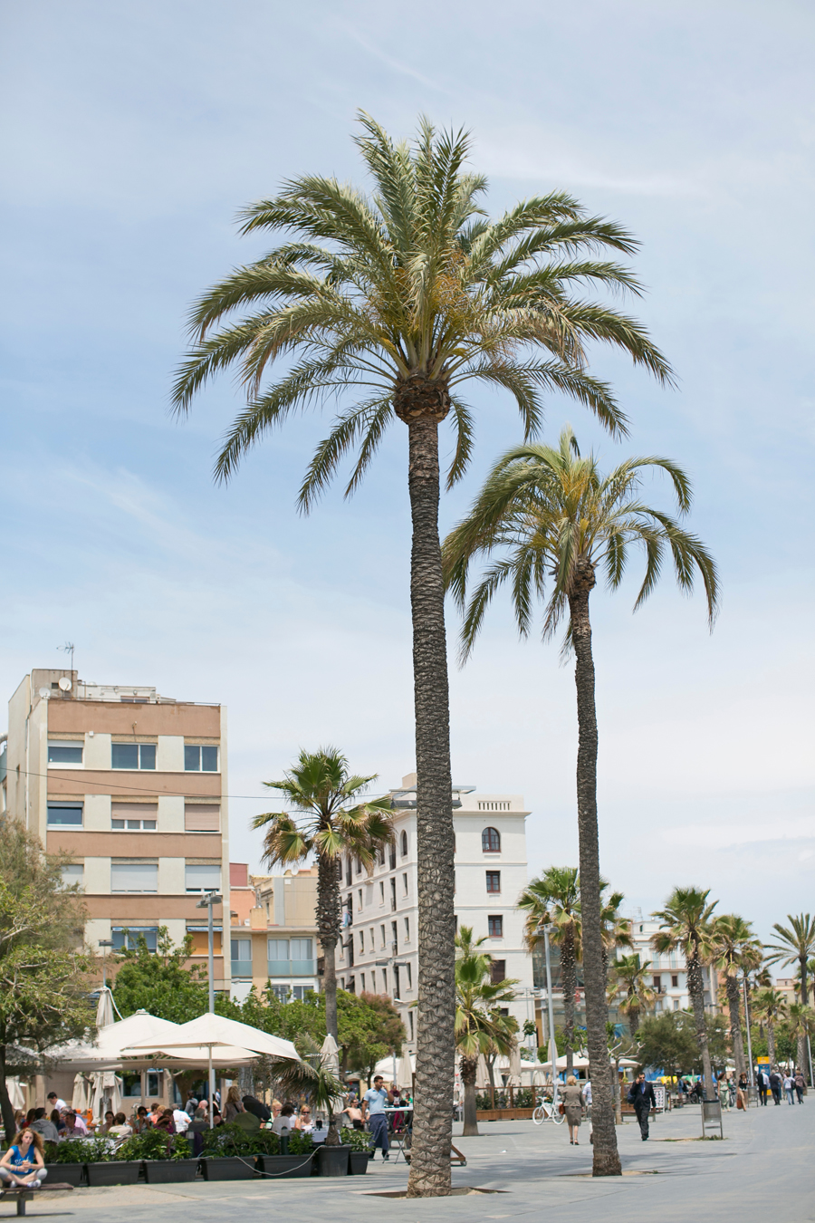 Palm Trees in Barcelona Spain Entouriste