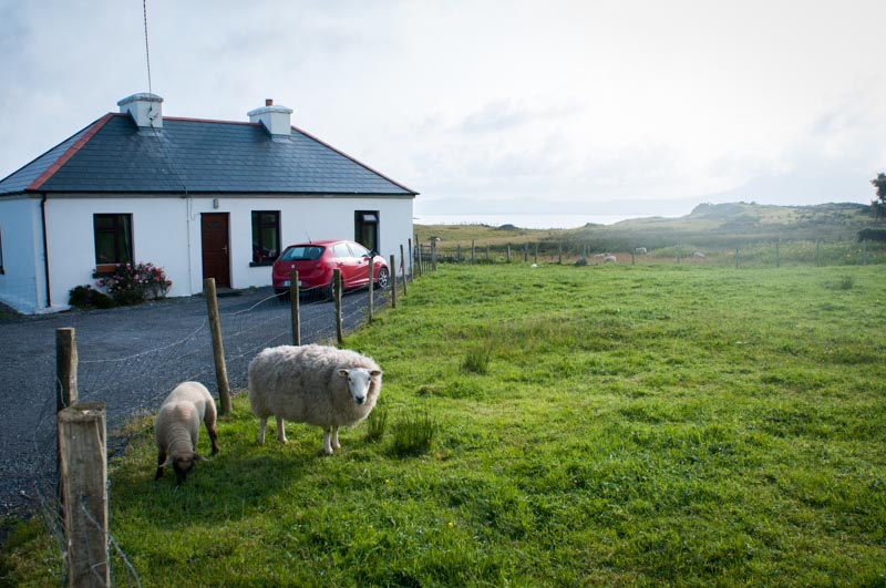 Sheep in Connemara Ireland