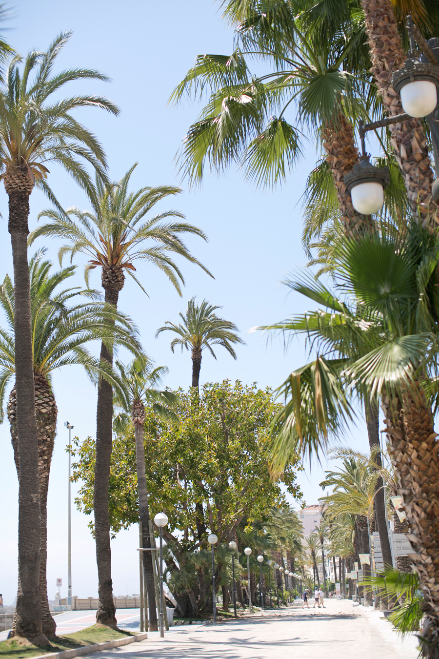 Tree Lined Street in Sitges Spain Tree Lined Street in Sitges Spain