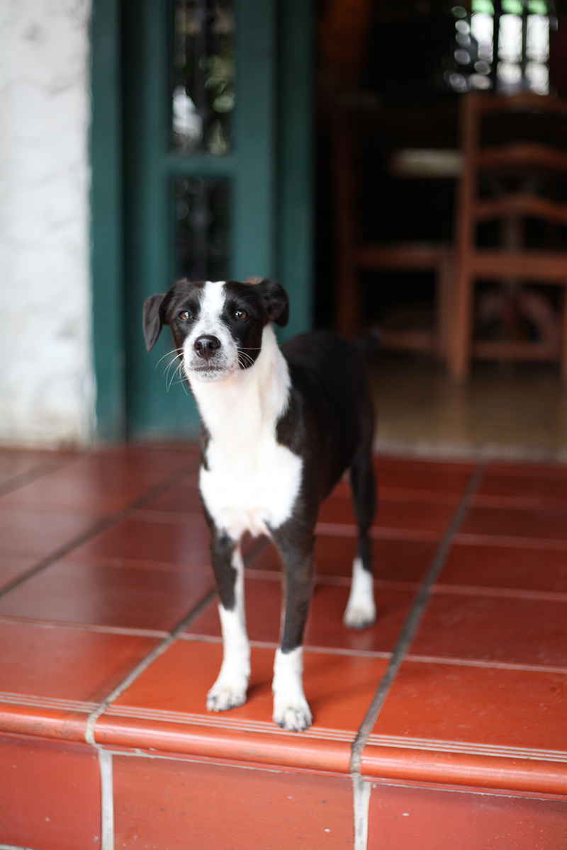 Black and White Dog in Mindo Ecuador