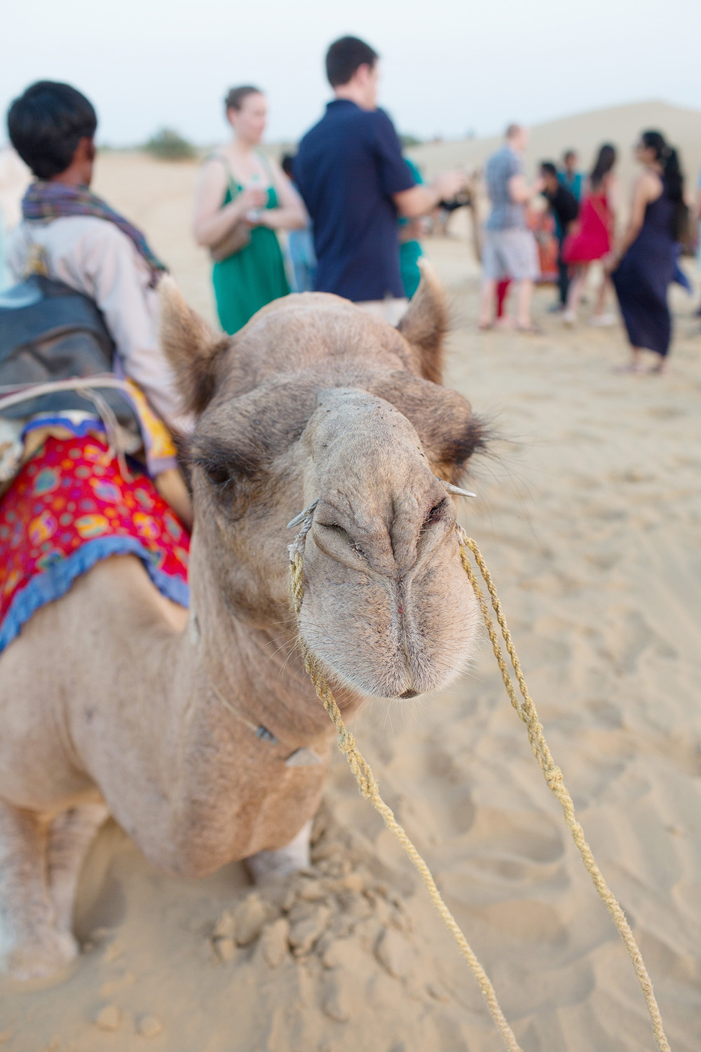 Camel at the Lalhmana Sand Dunes in India