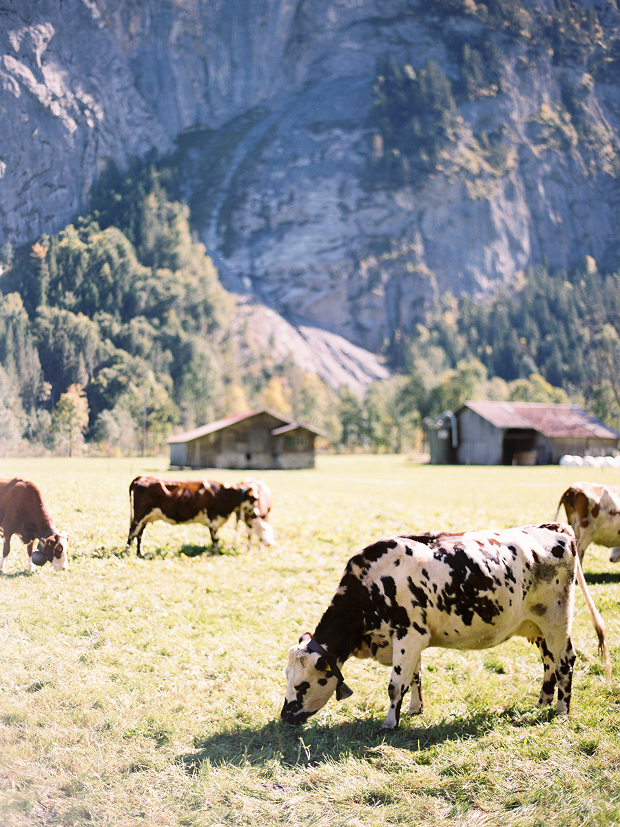 Grazing Cows in Lauterbrunnen Switzerland