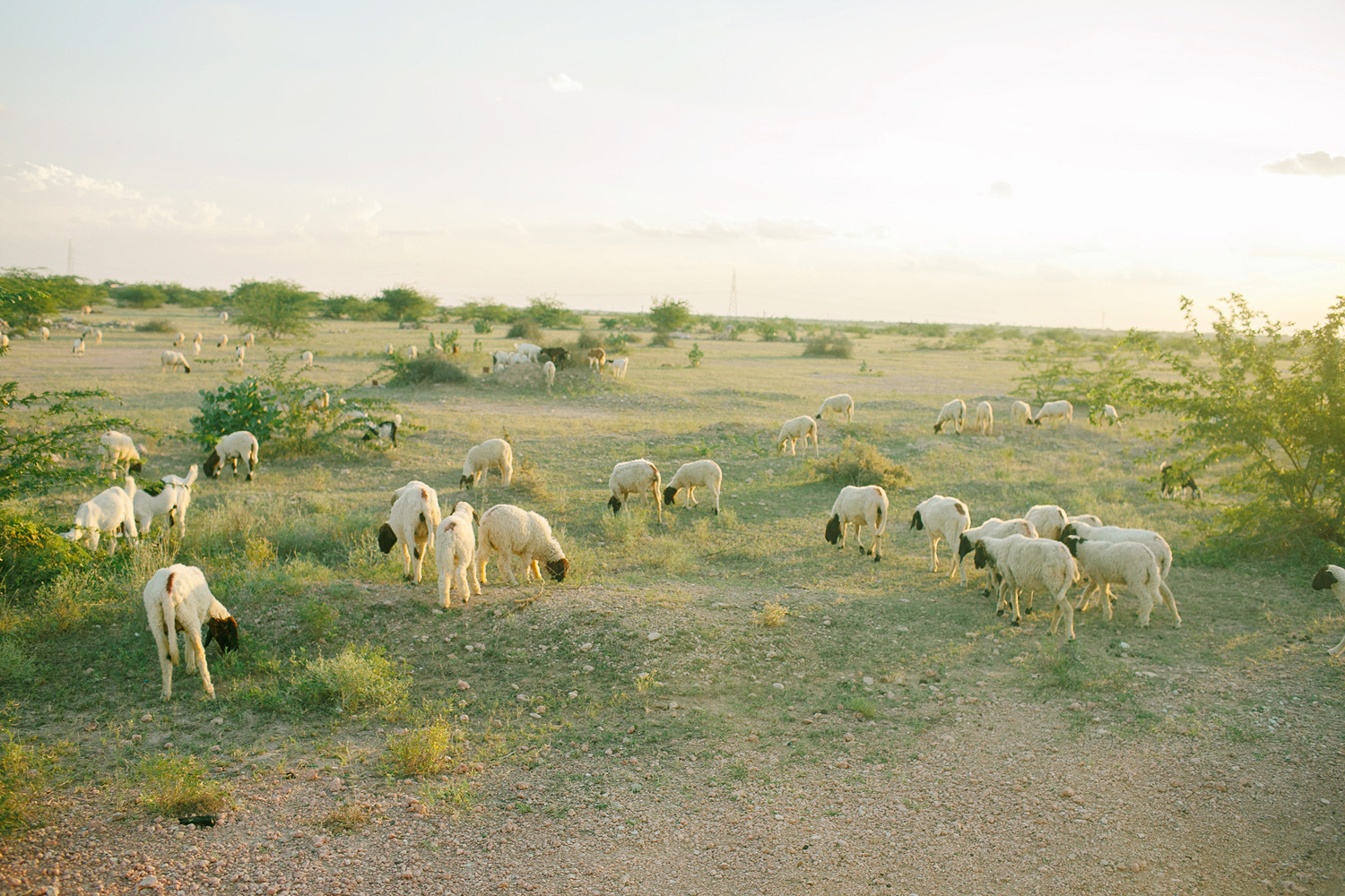 Grazing Goats in Jaisalmer India
