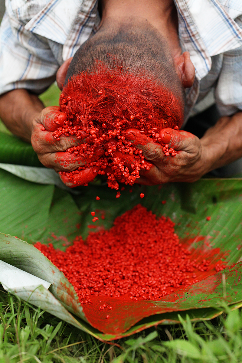 Man Applying Achiote in Tsachilas Ecuador