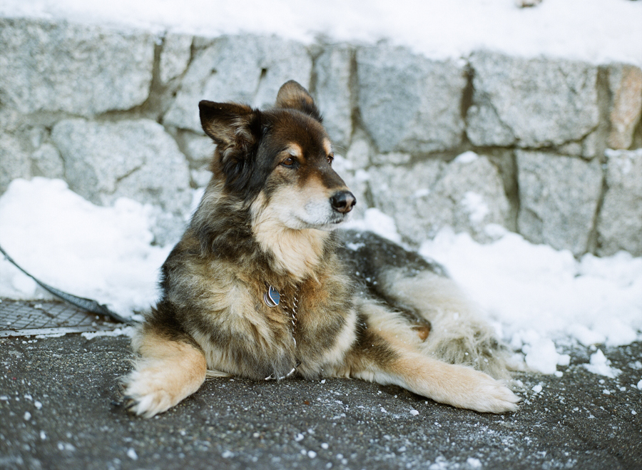 Snow Dog in Whistler British Columbia