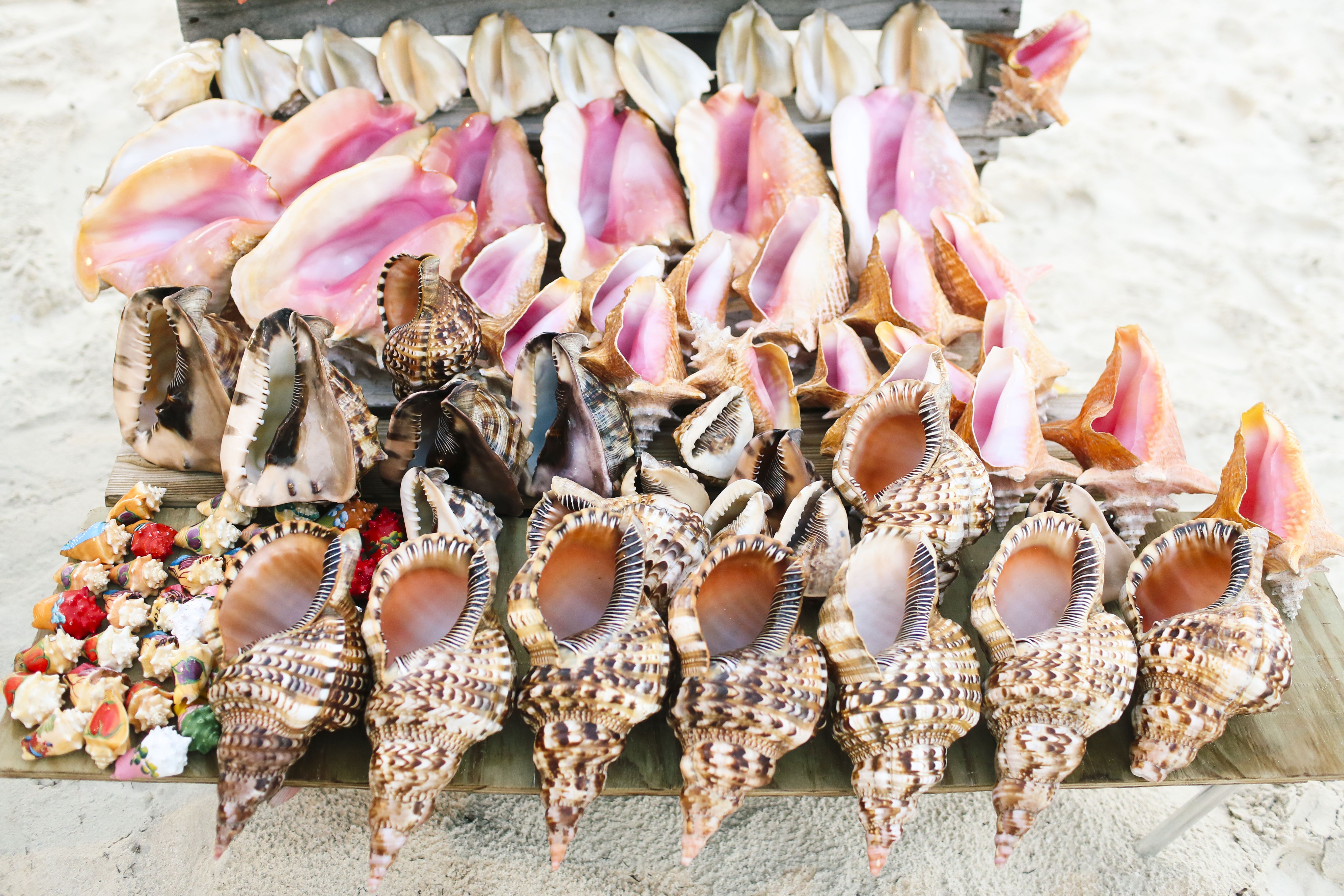 Conch Shells in Providenciales