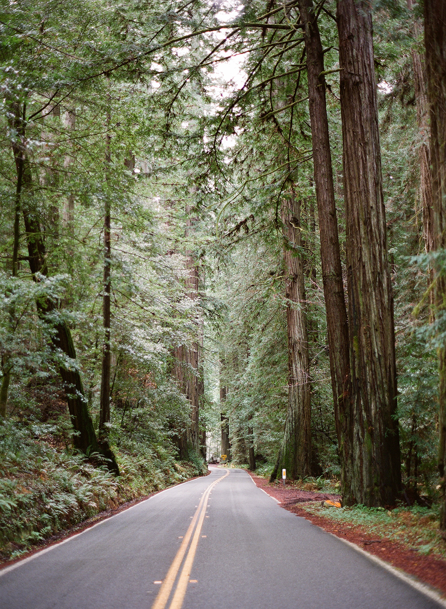 Driving the Humboldt Redwoods State Park in Mendocino California