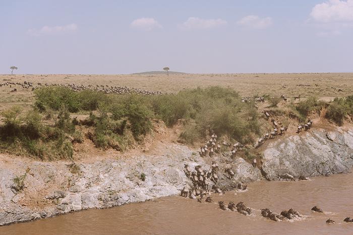 Herd of Wildebeest Crossing River at the Masai Mara Game Reserve in Kenya