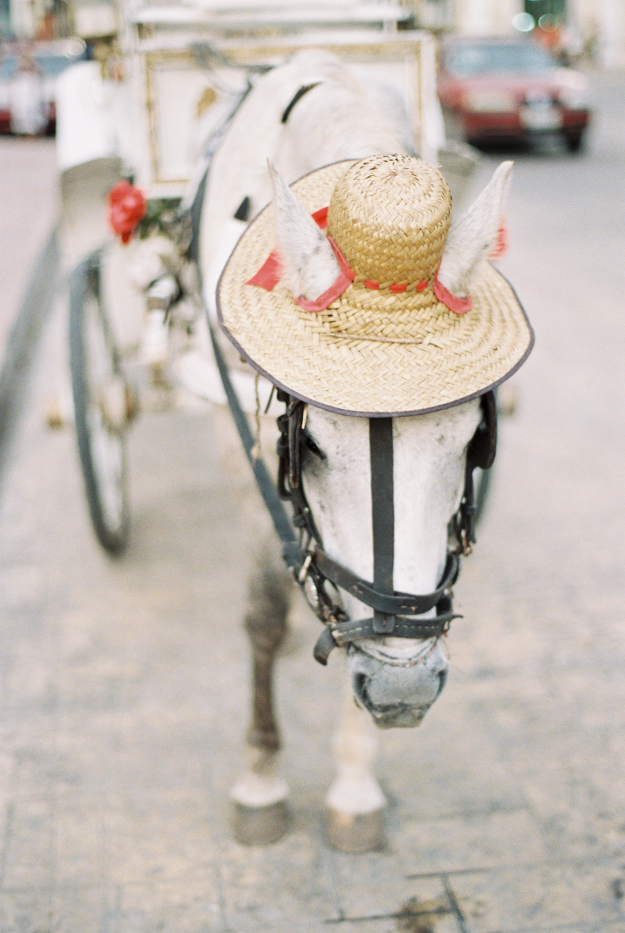 Horse Wearing Hat in Playa del Carmen Mexico