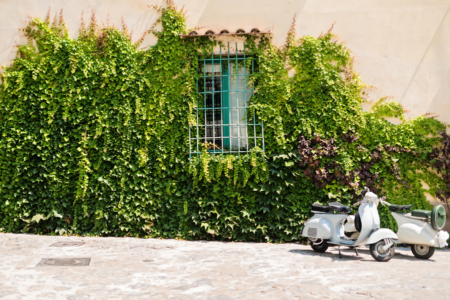 Ivy Covered Wall in Ravello Italy