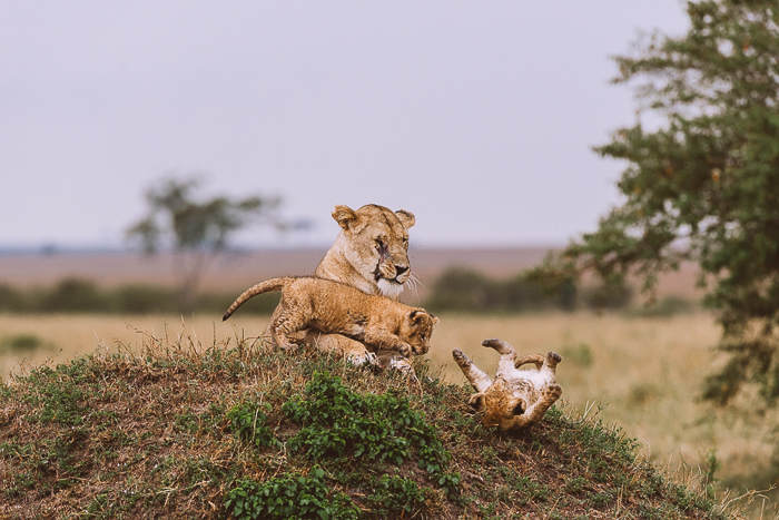 Lioness with Cubs at the Masai Mara Game Reserve in Kenya - Entouriste