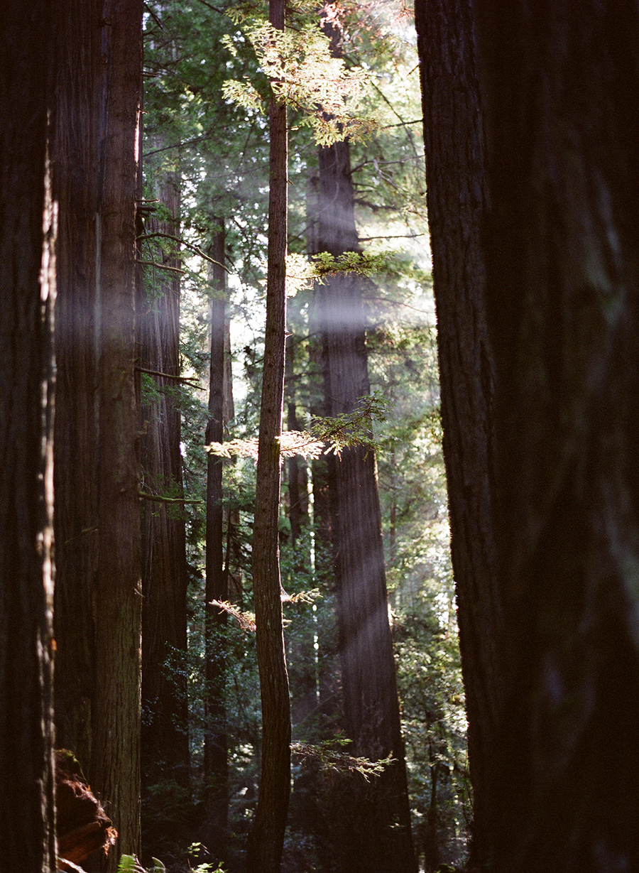Sunlit Redwoods in Mendocino California