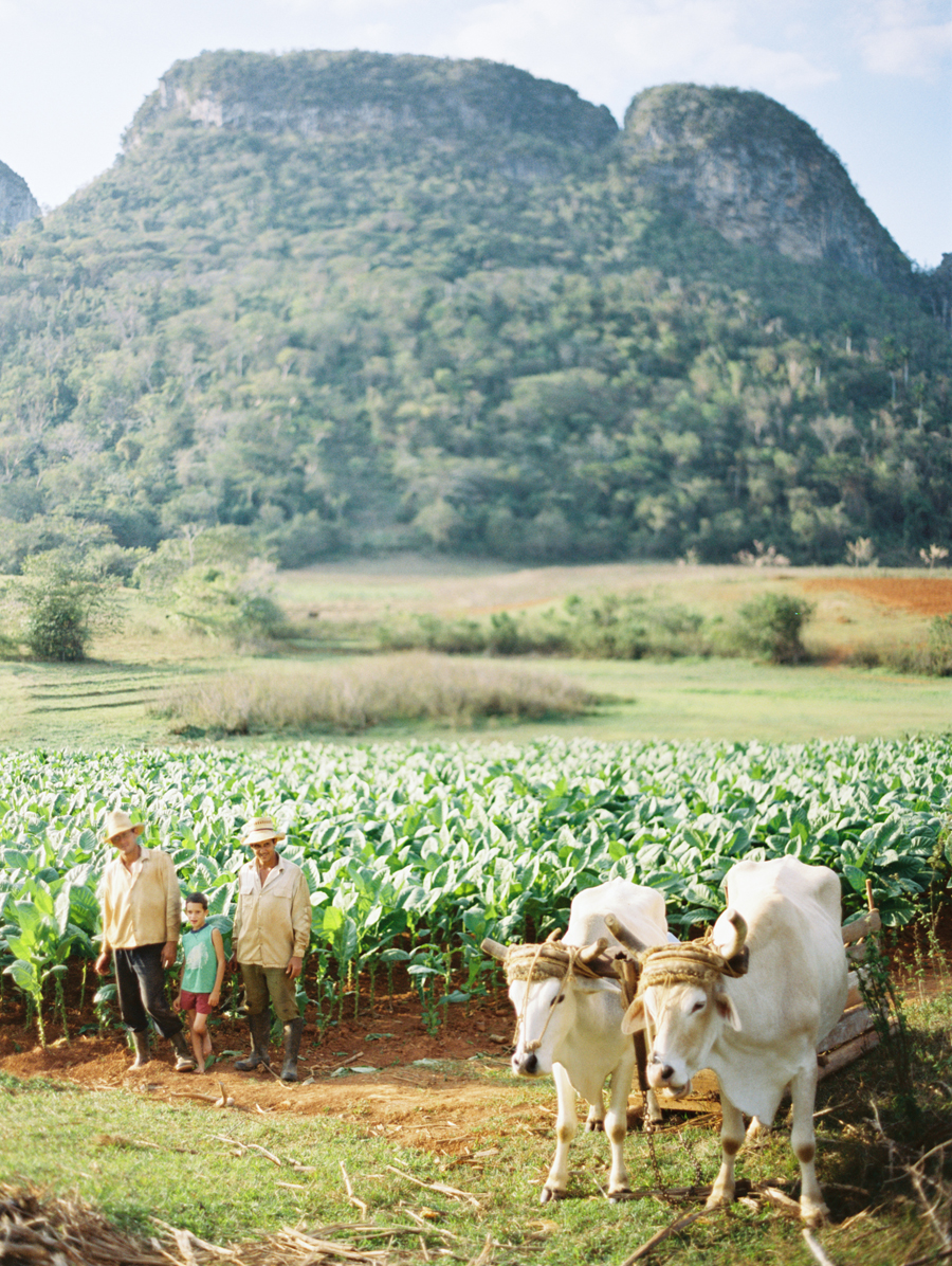 Tobacco Farm in Vinales Cuba