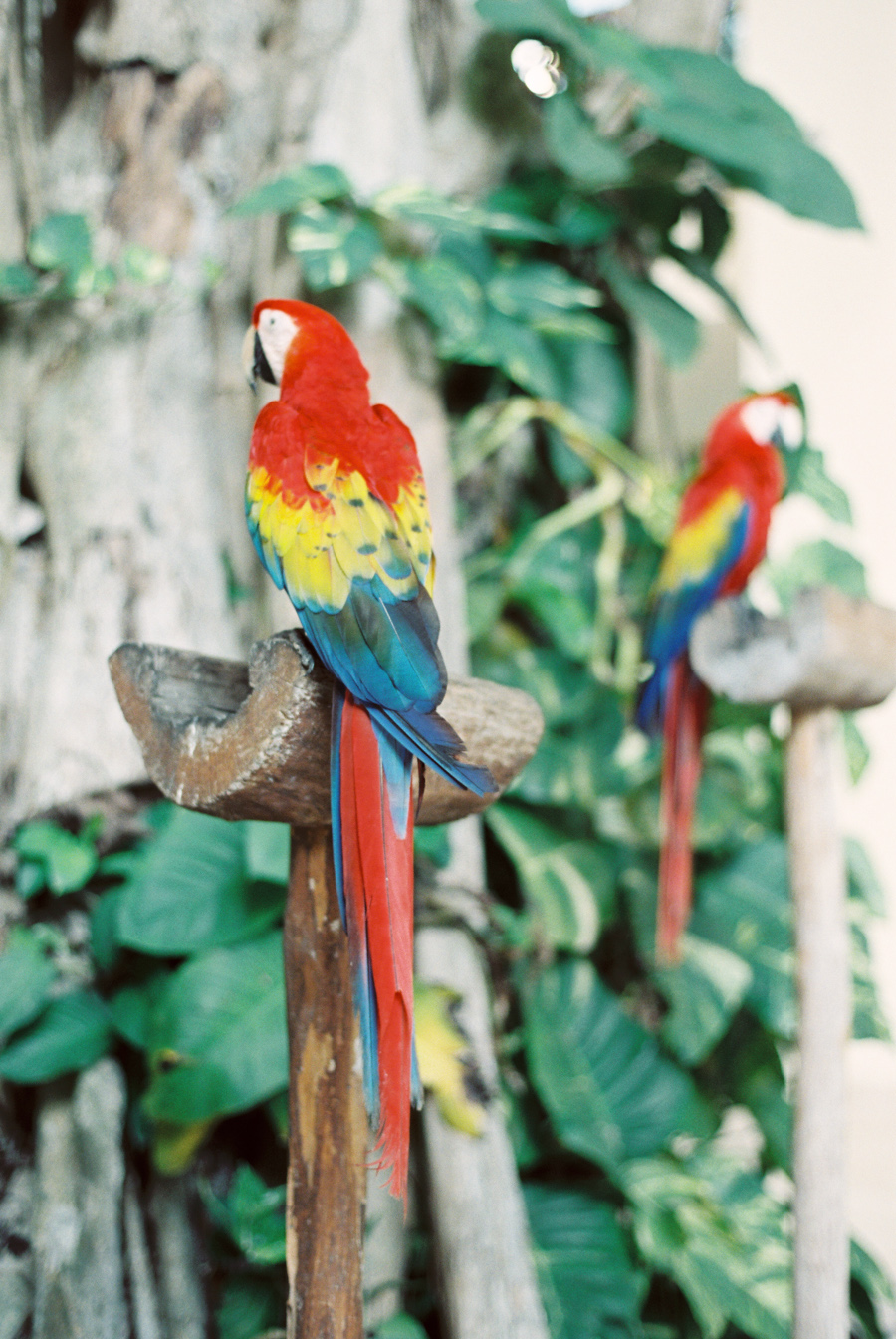 Vibrant Parrots in Playa del Carmen Mexico