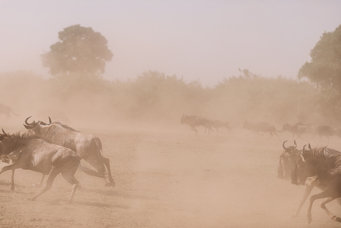 Wildebeest Stampede at the Masai Mara Game Reserve in Kenya