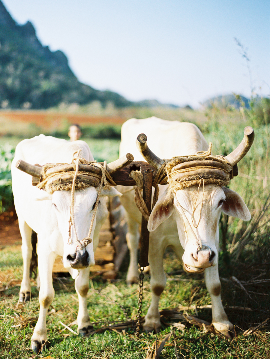 Working Cows in Vinales Cuba