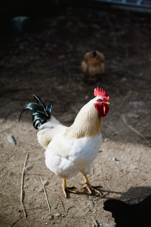 Roaming Chicken at Domaine de Gouye in Rhone Valley France