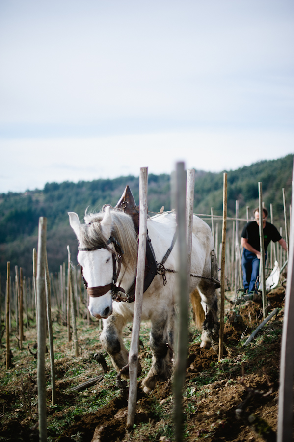 Working Horse at Domaine de Gouye in Rhone Valley France