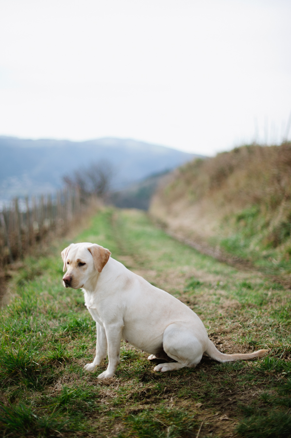 Yellow Lab at Domaine de Gouye in Rhone Valley France