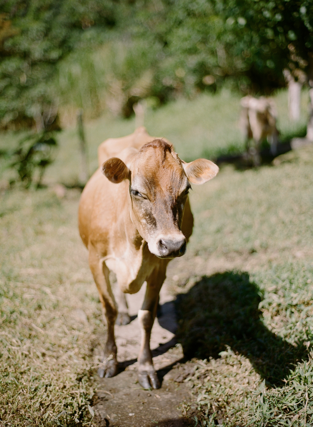 Cow on the Farm in Costa Rica