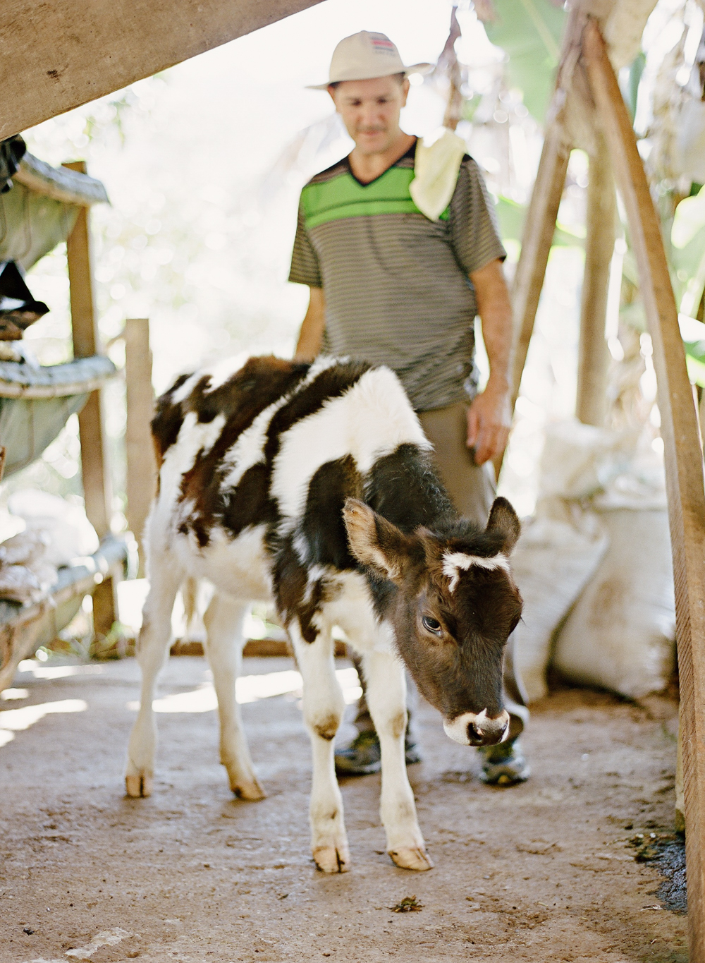 Dairy Cow in Costa Rica