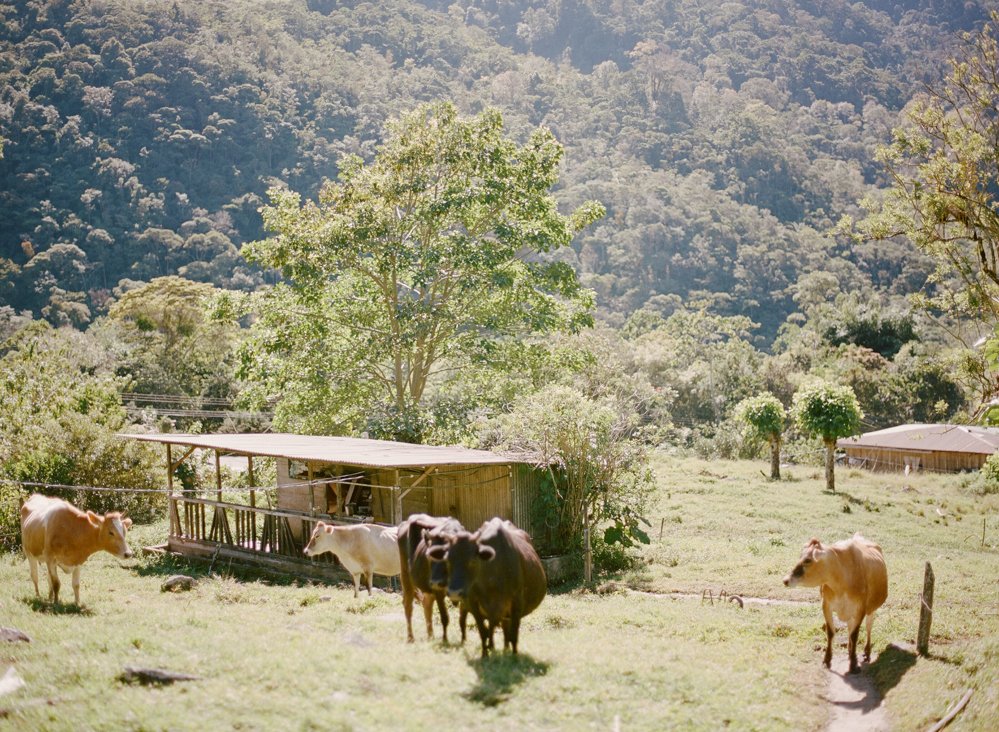 Dairy Farm in Costa Rica