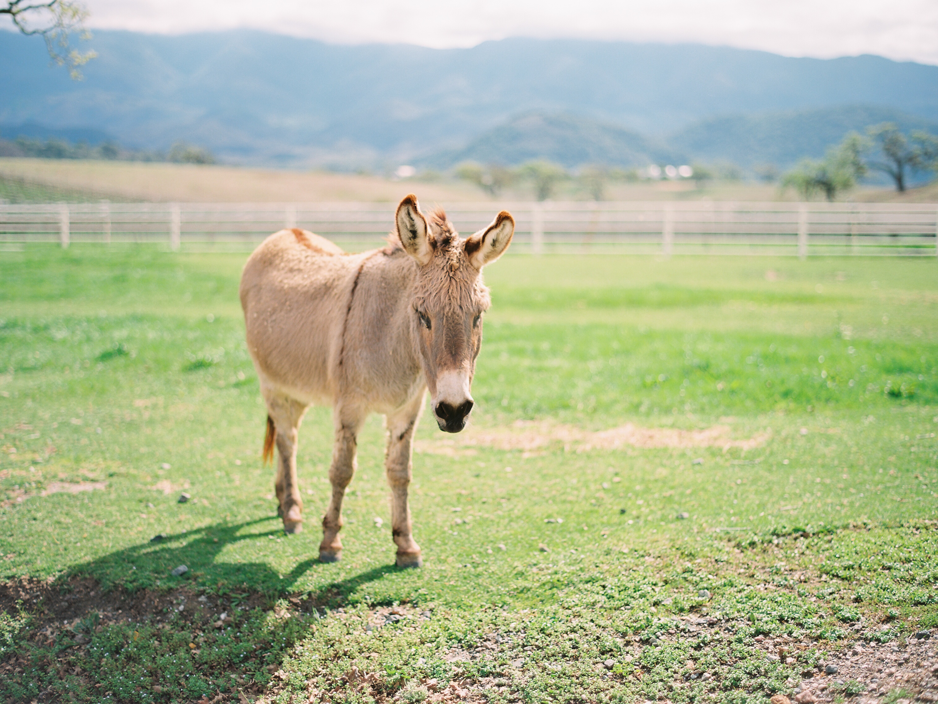 Donkey in Santa Ynez Donkey in Santa Ynez