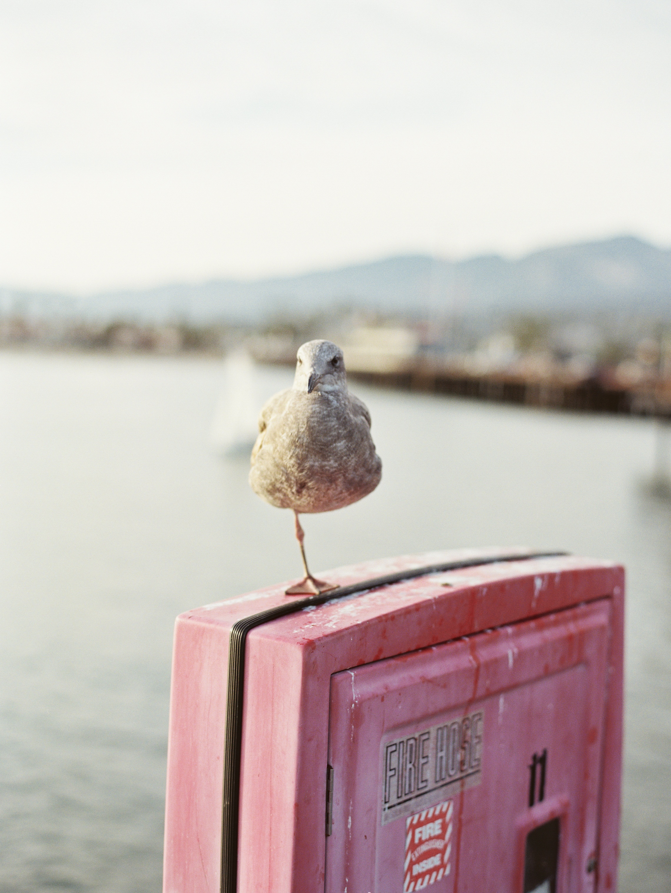 Resting Bird in Santa Barbara Resting Bird in Santa Barbara
