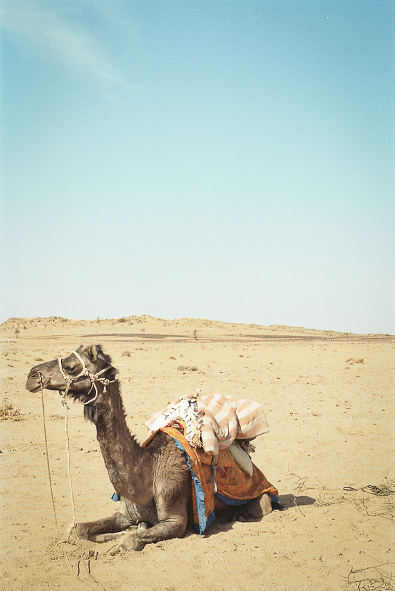 Camel in the Thar Desert of India