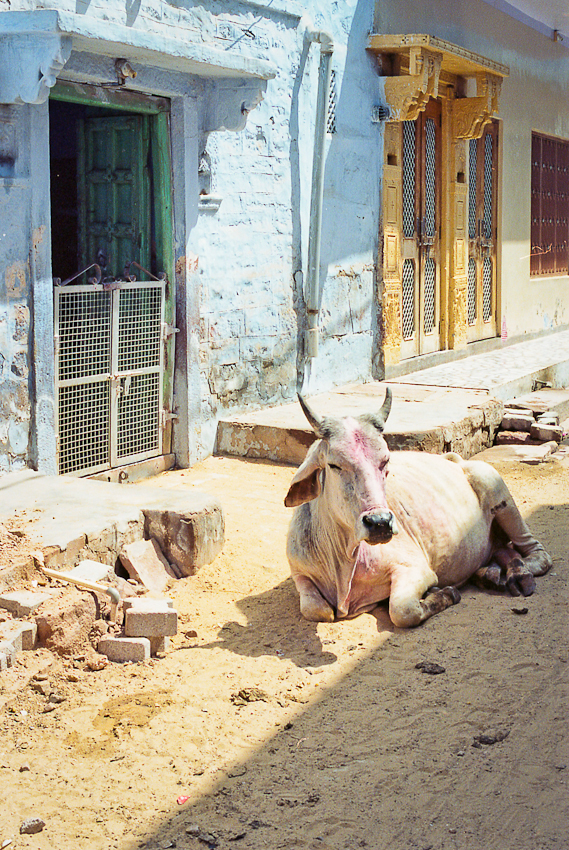 Cow in Jodhpur India