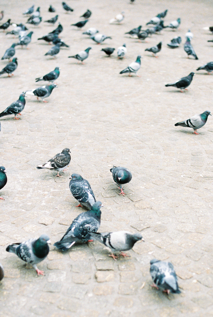 Pigeons in Amsterdam