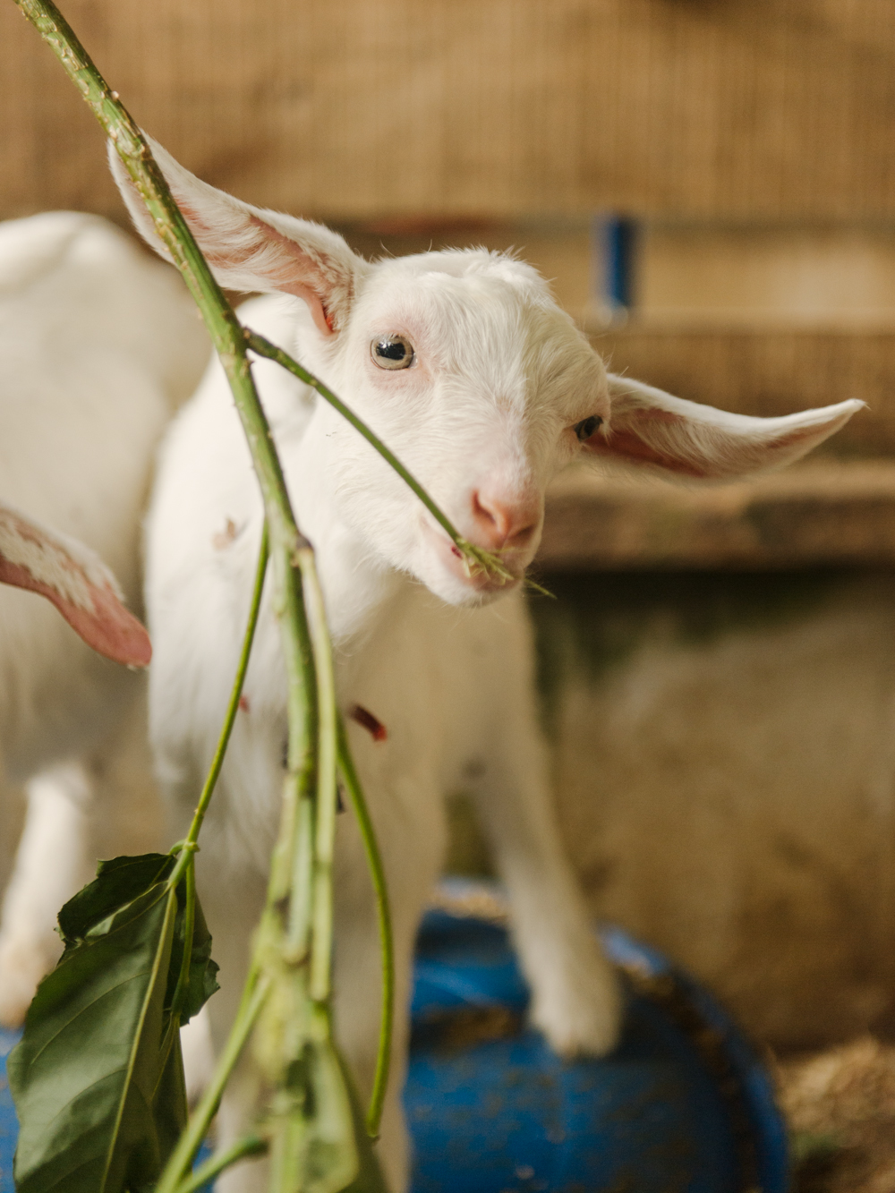 Baby Goat Eating in Costa Rica