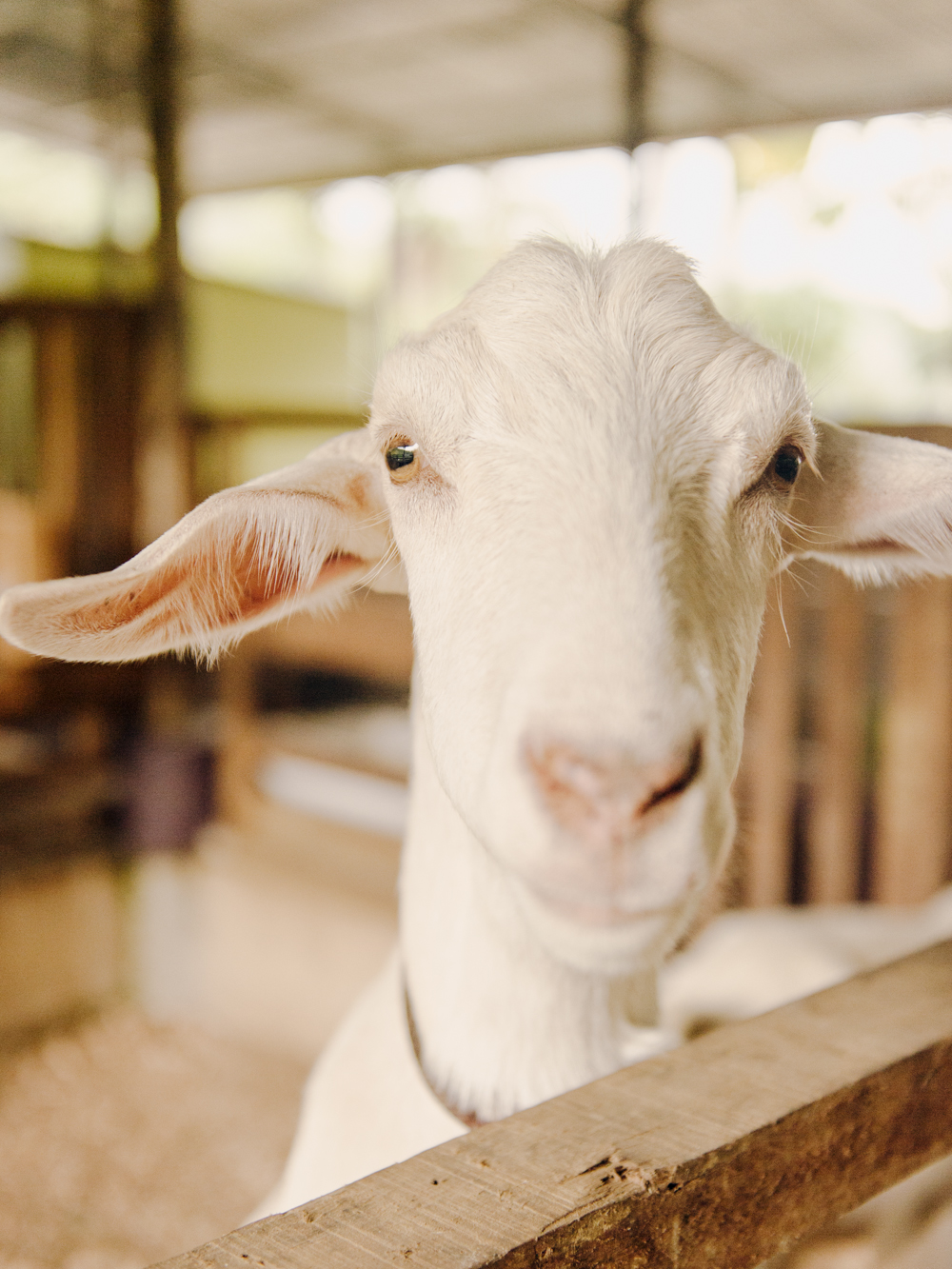 Goat Farm in Costa Rica