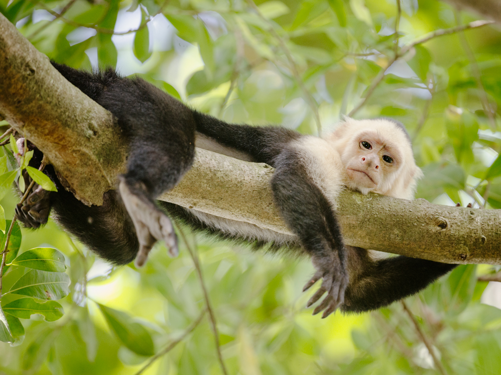 Monkey Relaxing in Costa Rica