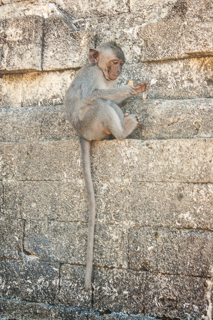 Monkey at the Uluwatu Temple in Bali