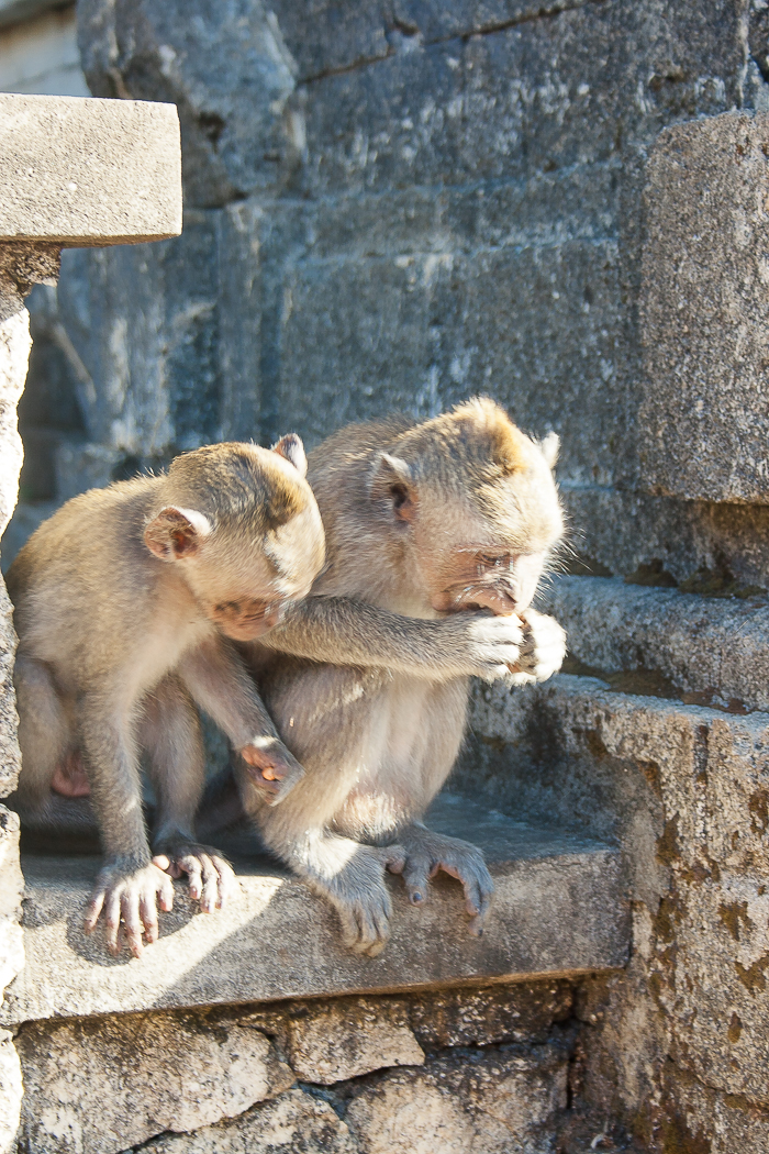 Monkeys at the Uluwatu Temple