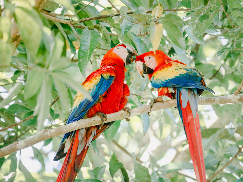 Vibrant Parrots in Costa Rica