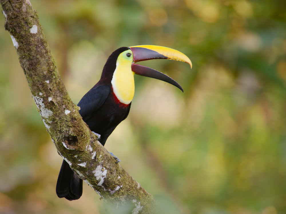 Vibrant Tucan in Costa Rica