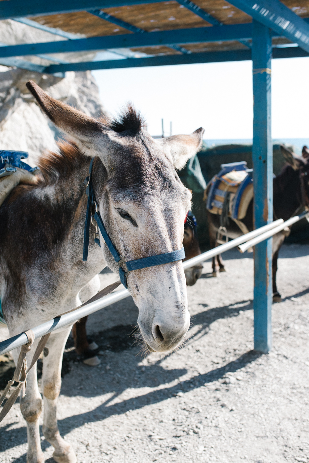 Donkey for Hire in Kos Island Greece