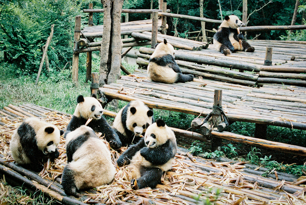 Panda Breeding Center Chengdu